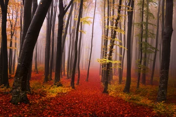Foto op Canvas Mysterieus mistig bos met een sprookjesachtige uitstraling © bonciutoma