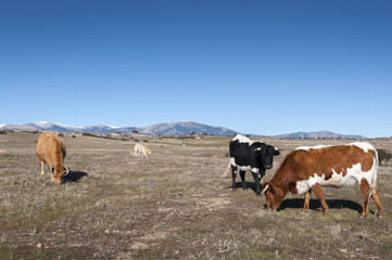 Cows grazing in Colmenar Viejo, Madrid, Spain