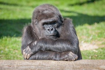 Gorille