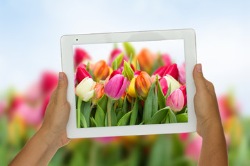 holding tablet against spring flowers background