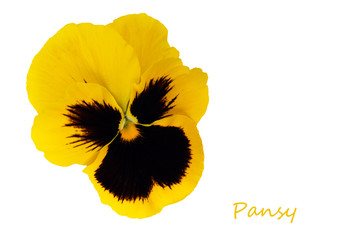Yellow pansy flower isolated over white background