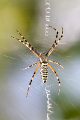 Spider on the web