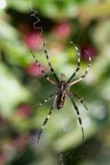 Wasp spider