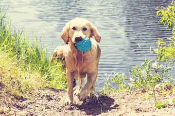 Retriever