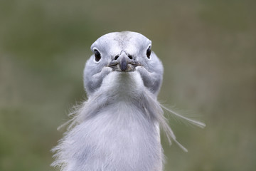 Fototapeta premium Great bustard, Otis tarda