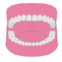 cartoon image of human teeth