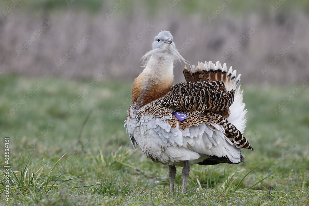 Sticker Great bustard, Otis tarda