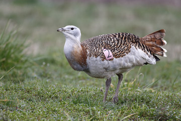 Great bustard, Otis tarda