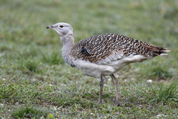 Great bustard, Otis tarda