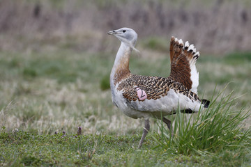 Great bustard, Otis tarda