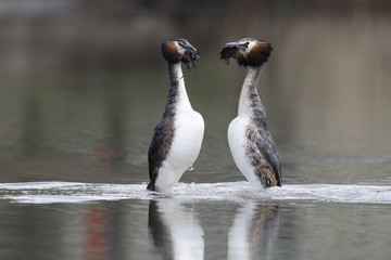 Great-crested grebe, Podiceps cristatus