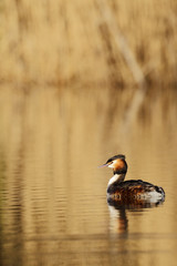 Great-crested grebe, Podiceps cristatus