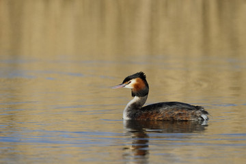 Great-crested grebe, Podiceps cristatus