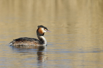 Great-crested grebe, Podiceps cristatus