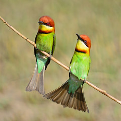 Chestnut-headed Bee-eater