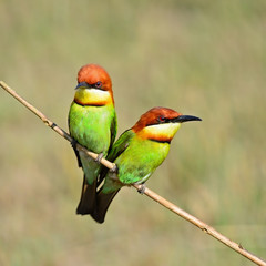 Chestnut-headed Bee-eater