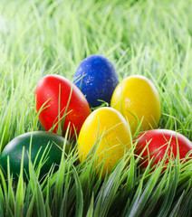 Easter eggs on green grass