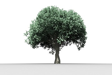 Fototapeta premium Tree with green leaves growing