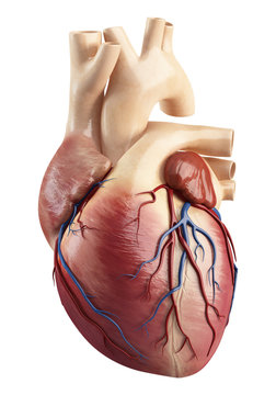 Front view  Anatomy of heart interior structure