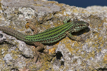 Ibiza wall lizard