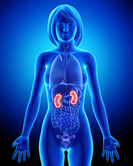 Anatomy of kidney in female
