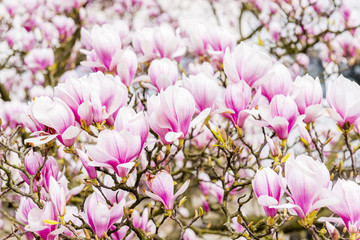 Magnolia flowers background horizontal