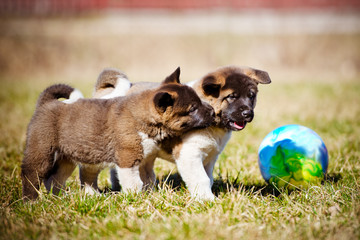 two american akita puppies playing © otsphoto