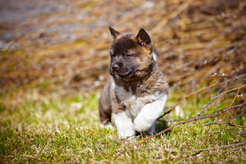 adorable akita puppy standing