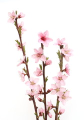 Naklejka na ściany i meble Brzoskwinia-Kwiaty