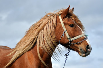 Horse in the outdoors