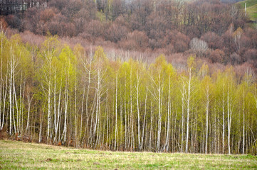 White birch forest