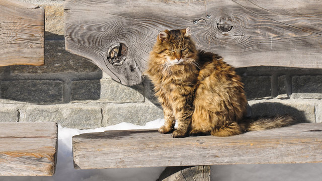 Zermatt, Bergdorf, Dorfkatze, Sonnenbad, Winter, Schweiz