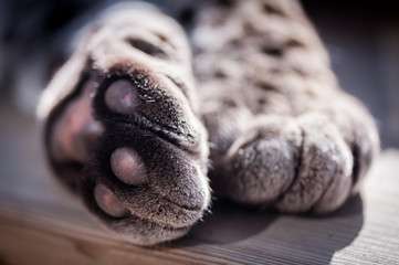 Pattes d'un ocelot