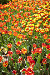 tulip flowers