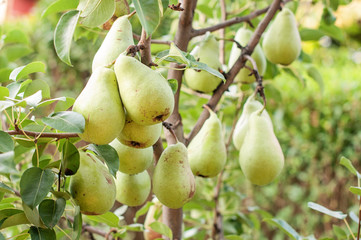 Pear tree