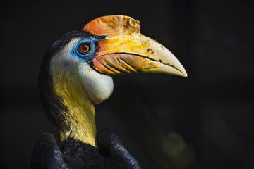 Bunter Vogel