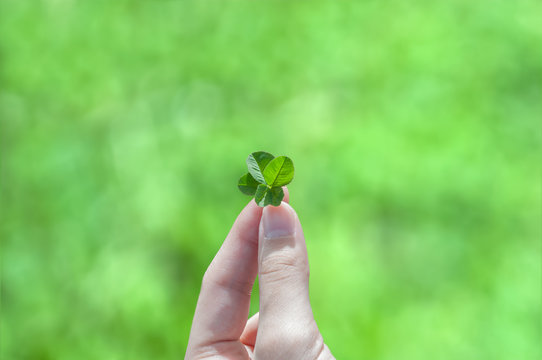 A Four Leaf Clover Held by a Young Girl's Hand