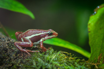 Grenouille epidobate tricolore