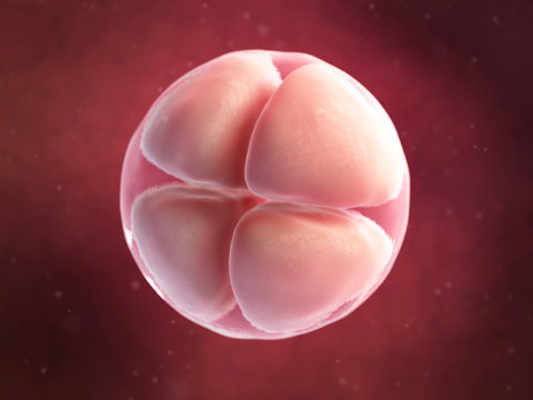 scientific illustration - 4 cell egg
