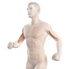 anatomy illustration showing the biceps muscle of a jogger