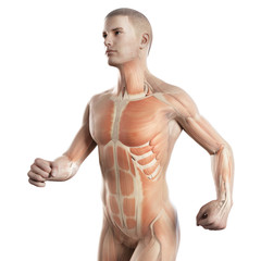 Naklejka premium anatomy illustration showing the muscles of a jogger