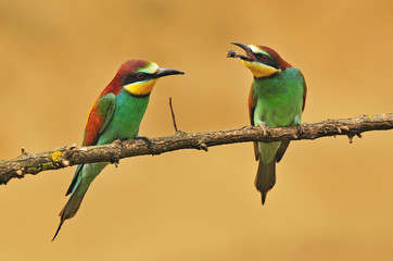 Bee-eater