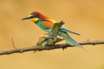 Bee-eater
