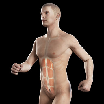 anatomy illustration showing the abs of a jogger