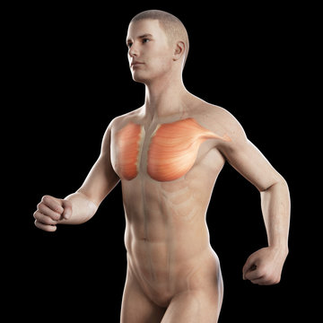 illustration showing the breast muscle of a jogger