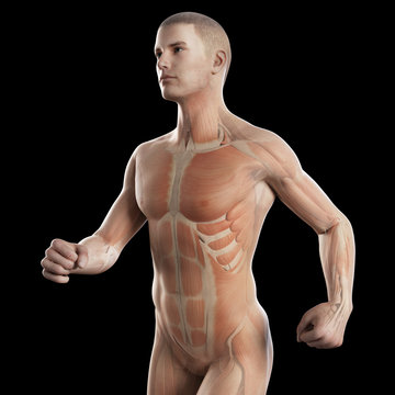 anatomy illustration showing the muscles of a jogger