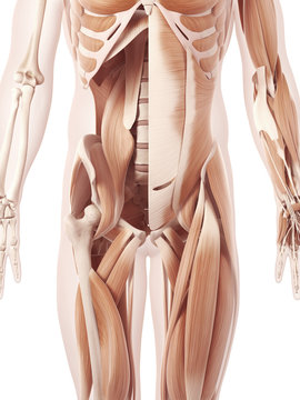 anatomy illustration showing the abdominal muscles