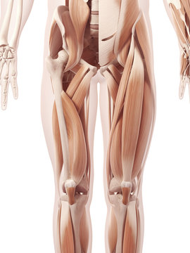 anatomy illustration showing the leg muscles