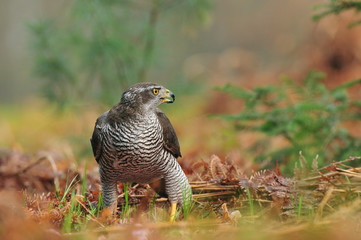 Goshawk