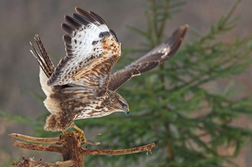 Common buzzard